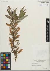 Foto von Salix lucida Muhl.